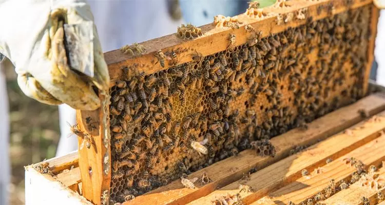 Arıların Bakımı Nasıl Yapılır?